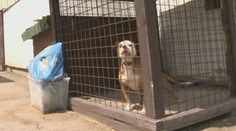 Pobíhající pitbul pokousal hocha (3)! Přežil jen zázrakem