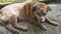 Mysleli, že nepřežije. Teď věří v zázrak. Fenka se po vytažení ze země zotavuje