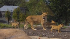 Hororový zážitek návštěvníků zoo. Z výběhu uteklo pět lvů