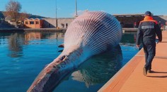 Záhadná smrt obří velryby! Našli ji na italském pobřeží, asi měla mláďata