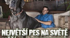 Největší pes světa měří 109 centimetrů a váží 111 kilo