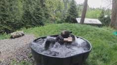 Medvěd si dává lázeň před návratem návštěvníků do zoo