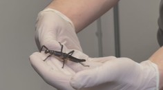 Pražská zoo chová hmyz, který byl považován za vyhynulý. Je jediná v Evropě