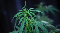 Kanadský parlament zlegalizoval rekreační kouření marihuany