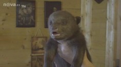 VIDEO: Roztomilá dvoukilová medvíďata!