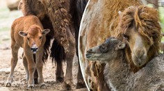 V Brně se radují! Velbloudí kluk a bizoní holka baví návštěvníky zoo