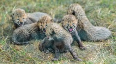 V pražské zoo se narodilo pět gepardích mláďat. Jsou v kritickém období