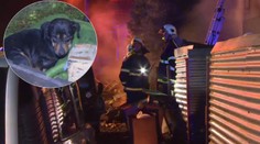 Požár zachvátil příbytek bezdomovců v Praze. V plamenech uhořelo šest psů