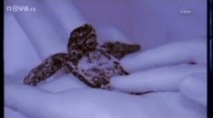 Američtí ochránci zachránili z ropy 22 vzácných želviček