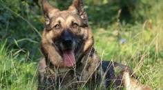 DOJEMNÝ PŘÍBĚH: Po smrti páníčka fenka Bessy hledá domov