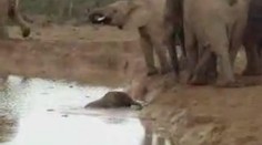 VIDEO: ZÁCHRANA SLŮNĚTE! Sloni zachránili topící se mládě...