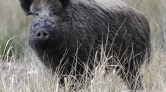 Africký mor se nedaří zastavit! Prasata umírají, možná je budou lovit