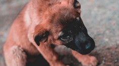 Pomozte dopadnout bestii, která málem umučila pejska na Příbramsku