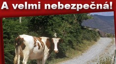 Bavoři chytili kráví CELEBRITU! Yvonne byla tři měsíce na útěku!
