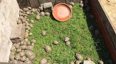 Želvy za statisíce běhaly po Praze! Nikdo je nechce, skončily v zoo