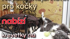 Nejluxusnější hotel pro kočky nabízí krevetky na stříbrném podnose