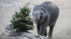 Do zoo o Vánocích za hubičku. Přehled, kde zaplatíte jen symbolické vstupné