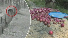 VIDEO: Medvěd na Zlínsku snědl myslivcům jablka a pak se vyfotil