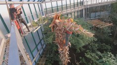Liberecká botanická zahrada pokácela obří palmu, ohrožovala střechu pavilonu