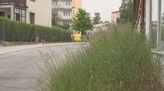 V Jihlavě nestíhají sekat trávu. Město proto chce, aby se zapojily všechny firmy