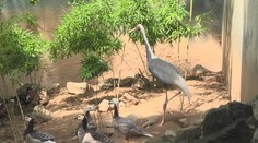 Zoo hledá uprchlého jeřába. Lidé ho mohou poznat podle červené hlavy