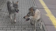 VIDEO: Ženu na nádraží vystrašila smečka! Vše nenápadně natočila na telefon