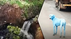 Psi po koupání v řece modrají. Lidé se baví, zvířatům jde o život!