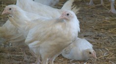 Veterináři jsou v pozoru. Do Česka se po měsících vrátila ptačí chřipka