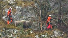 Lezci zachránili stádo ovcí ze skály, zvířata tam byla několik dní! VIDEO