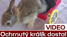 Ochrnutý králík dostal INVALIDNÍ VOZÍK. VIDEO