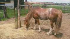 Ze stáje na Pardubicku zmizel hřebec. Policisté prosí veřejnost o pomoc