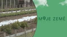 Kůrovec ve velkém požírá české lesy, zároveň chybí nové sazenice