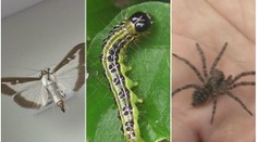 Globální oteplení do ČR přitáhlo škůdce, ničí lesy i keře! PŘEHLED
