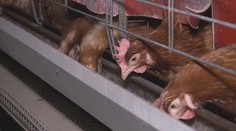 Ptačí chřipka se dál šíří Českem. Zavřené slepice přestávají snášet vejce
