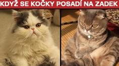 ROZTOMILOST SAMA: Když se kočky posadí na zadek