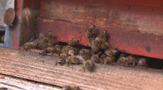 Včelaři bijí na poplach! Situace se zhoršila, bojí se nebezpečného roztoče