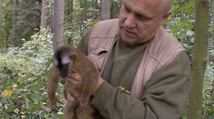 Z jihlavské ZOO utekla lemuřice! Chytili ji na sídlišti