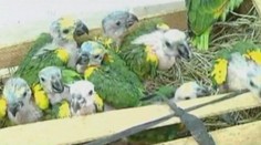 Celníci objevili stovky pašovaných papoušů v zuboženém stavu