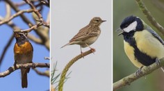 Studie: Ptáci na jaře už nezpívají jako dřív. Vědci zjistili, proč to tak je