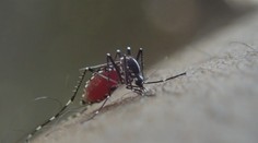 Američané chtějí vypustit miliony komárů. Mají zachraňovat životy