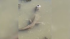 Tuhá zima uvěznila krokodýly v ledu. Jsou ještě vůbec živí?
