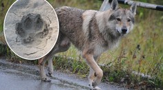 Vlk se potuluje v lesích kousek od Prahy! Myslivec našel obří stopy