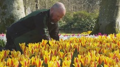 V Nizozemsku začala sezóna tulipánů. V zahradě Evropy jich vykvetou miliony