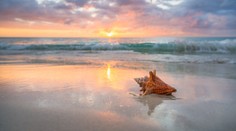 Žena sbírala na floridské pláži lastury, vyfasovala vězení a pokutu