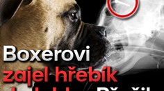 Boxerovi zajel hřebík do lebky. Přežil