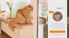 Kočičí bolest nebo lásku prozradí aplikace, která přeloží mňoukání