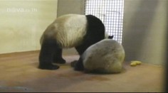 Líným pandám láska nepřeje! VIDEO