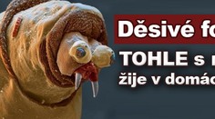 Děsivé fotky: TOHLE s námi žije v domácnosti