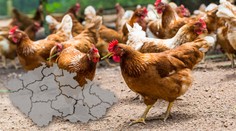 Chcete mít domácí vejce? Slepice jsou téměř vyprodané! PŘEHLED