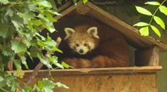 V jihlavské zoo se narodila mláďata vzácných pand červených. Jejich otec je známý útěkář